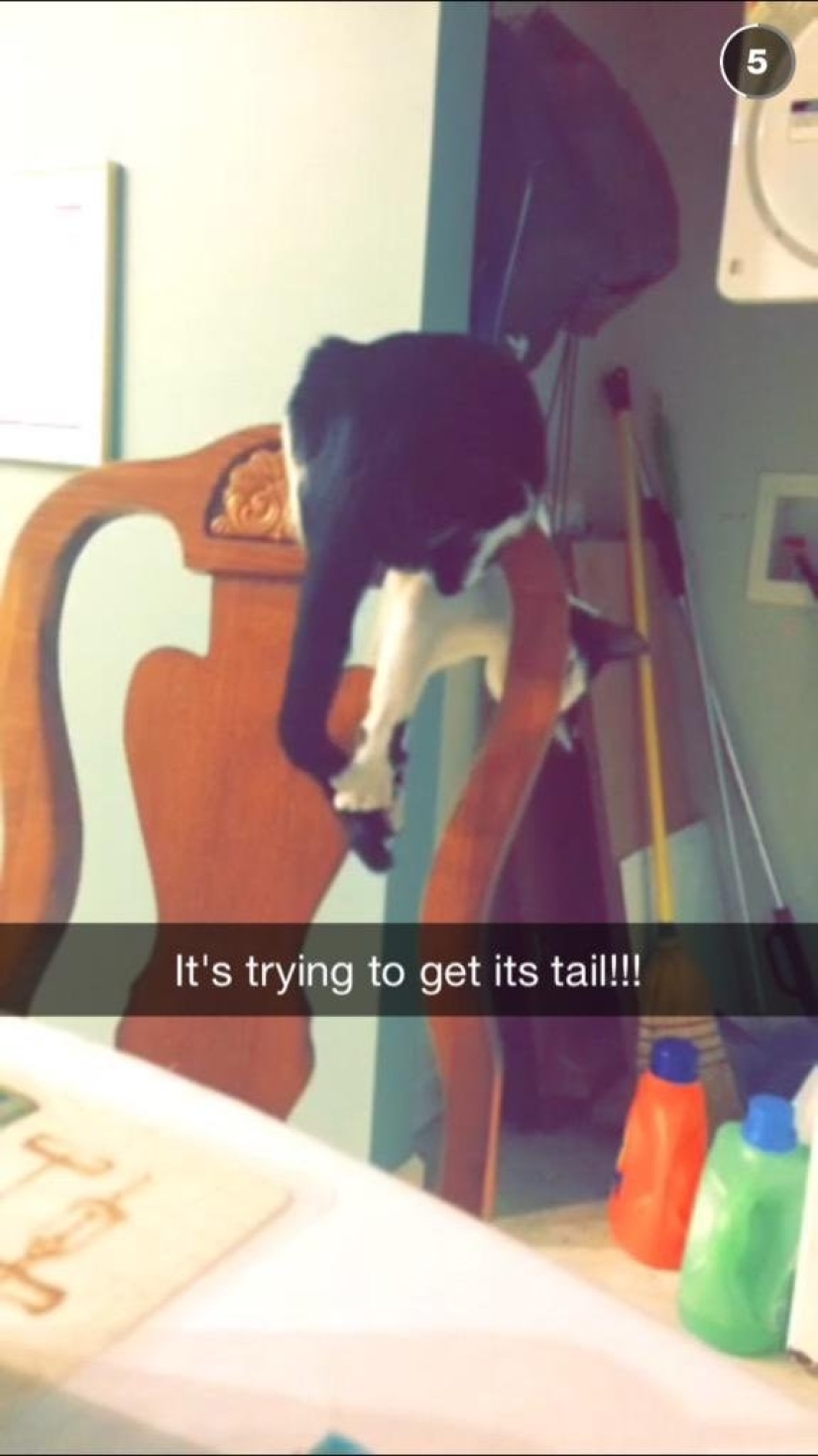 19 beautiful hairy idiot cats 19 beautiful hairy idiot cats