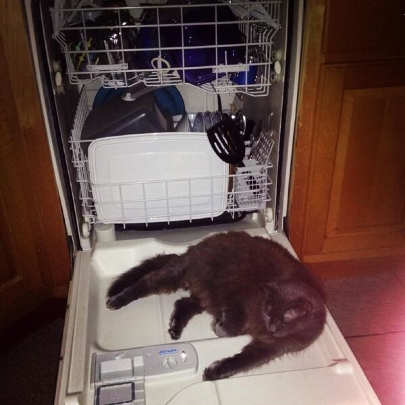 19 beautiful hairy idiot cats 19 beautiful hairy idiot cats