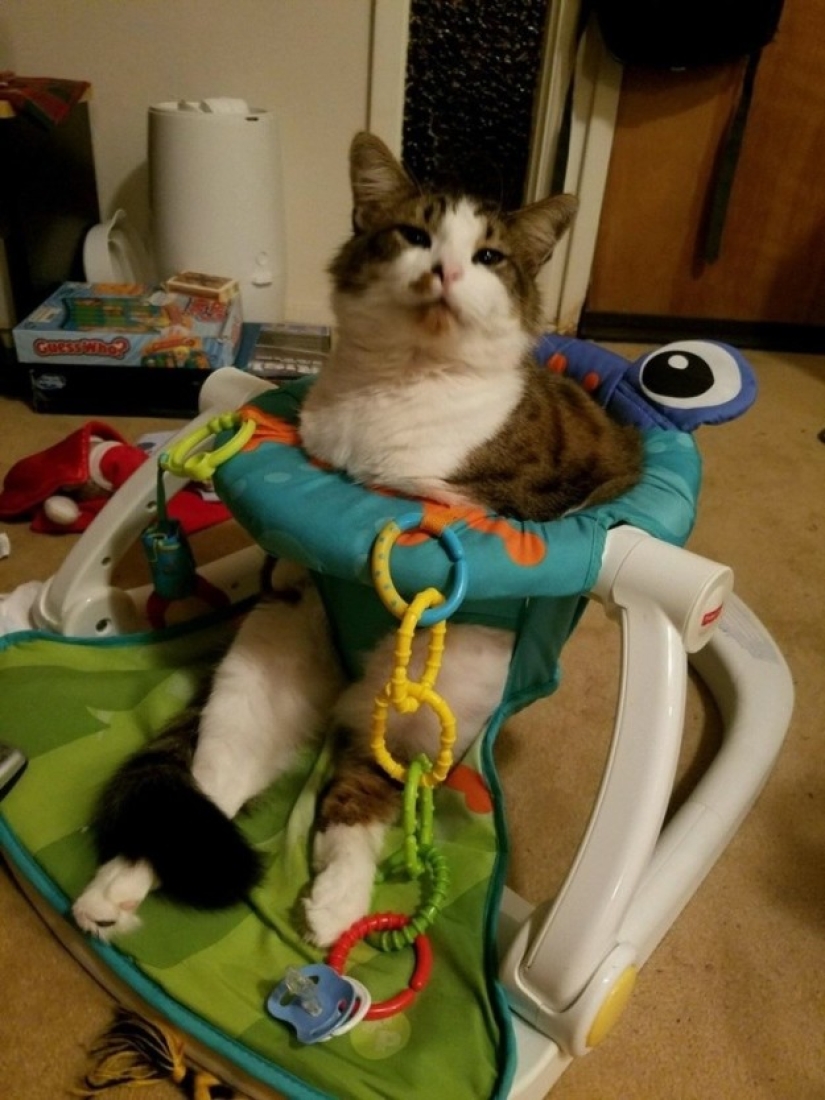 19 beautiful hairy idiot cats 19 beautiful hairy idiot cats