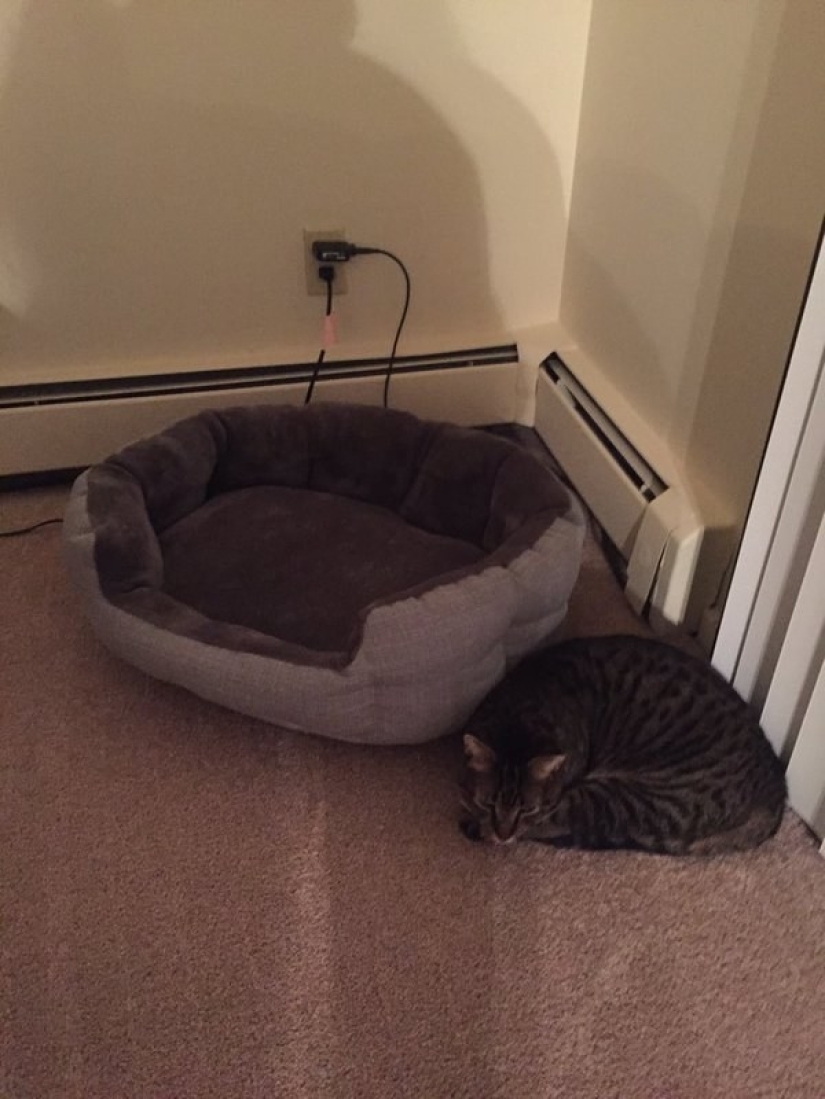 19 beautiful hairy idiot cats 19 beautiful hairy idiot cats