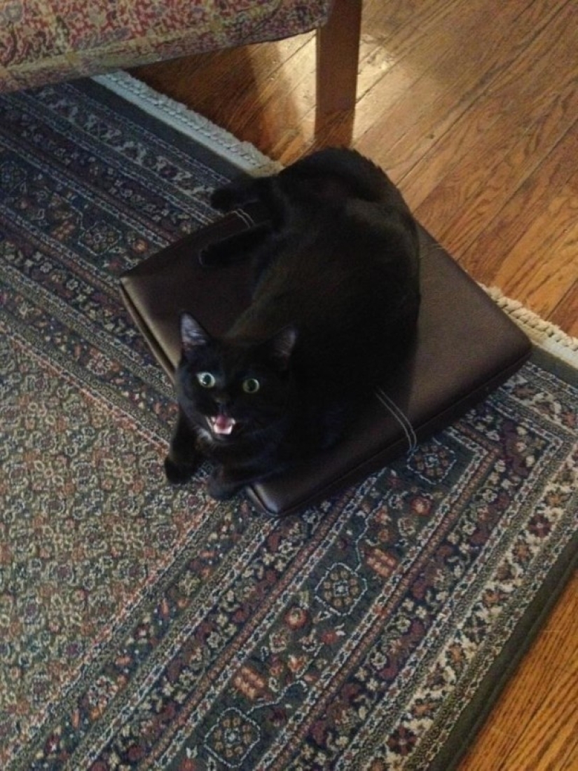 19 beautiful hairy idiot cats 19 beautiful hairy idiot cats