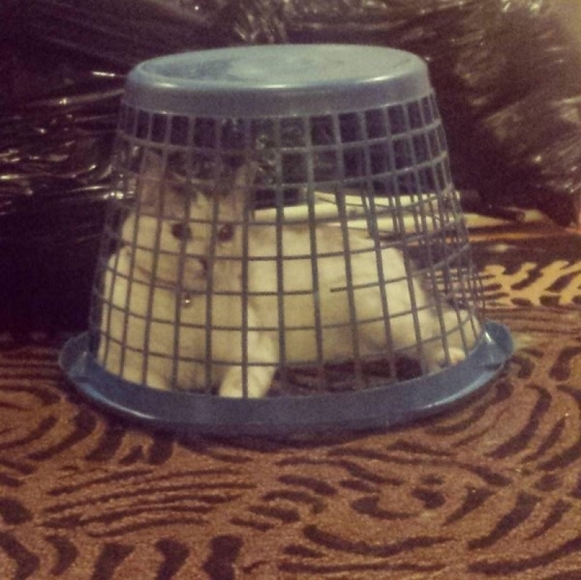 19 beautiful hairy idiot cats 19 beautiful hairy idiot cats