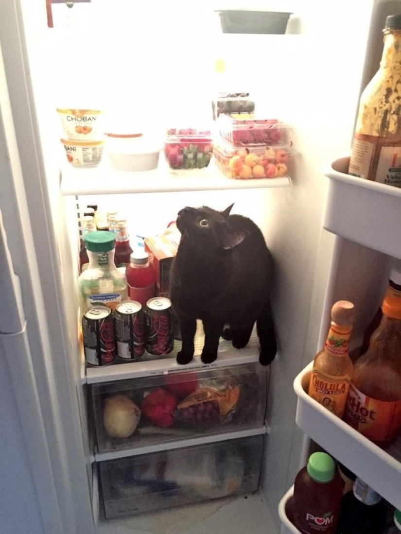 19 beautiful hairy idiot cats 19 beautiful hairy idiot cats