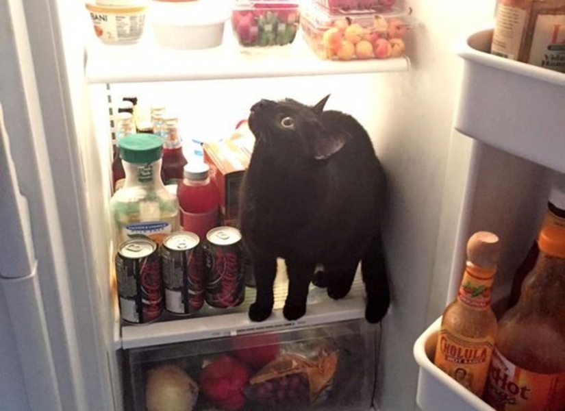 19 hermosos gatos idiotas peludos