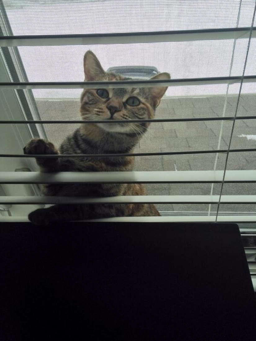 19 hermosos gatos idiotas peludos 19 hermosos gatos idiotas peludos