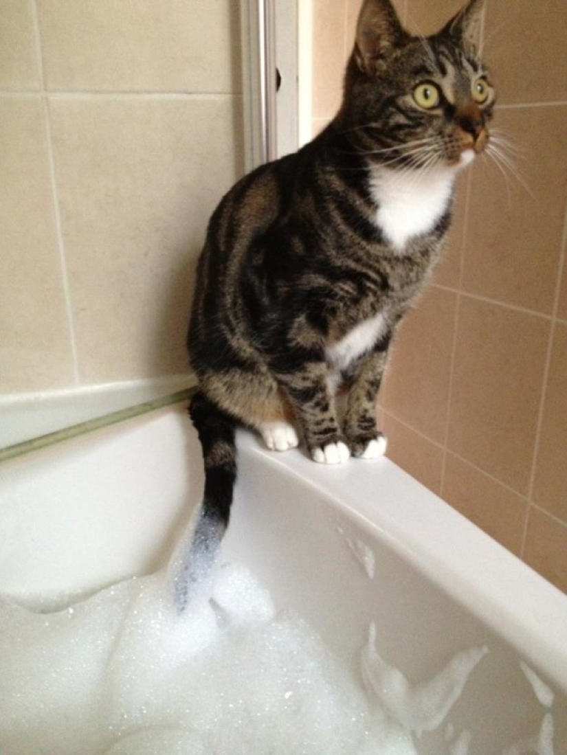 19 hermosos gatos idiotas peludos 19 hermosos gatos idiotas peludos