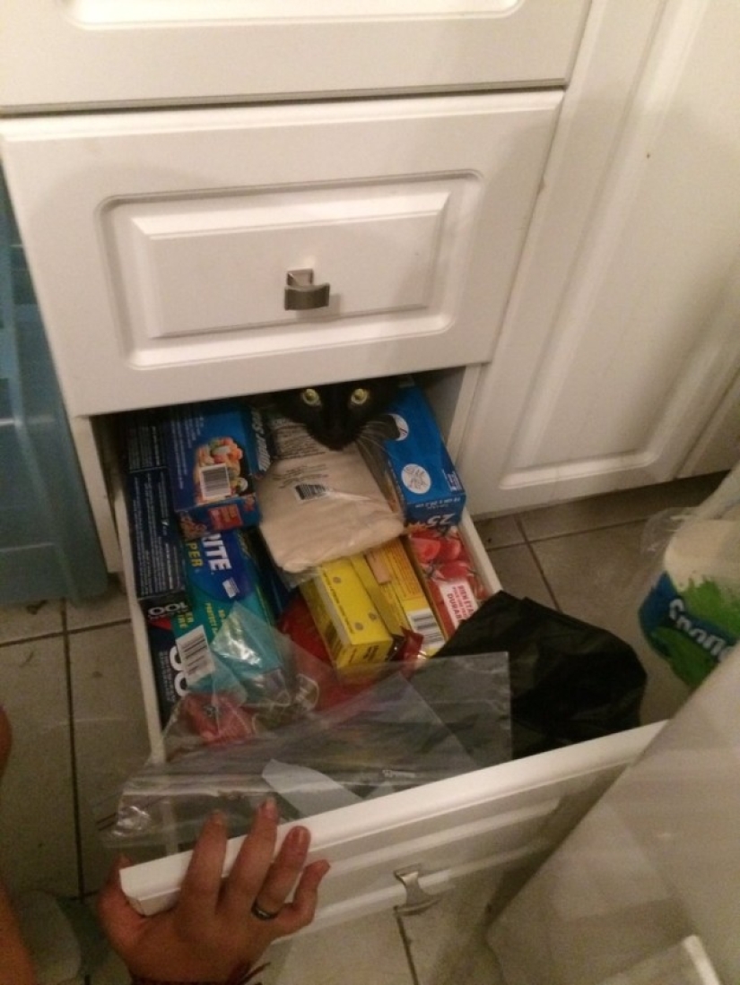 19 hermosos gatos idiotas peludos 19 hermosos gatos idiotas peludos