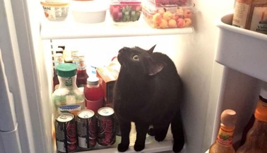 19 hermosos gatos idiotas peludos