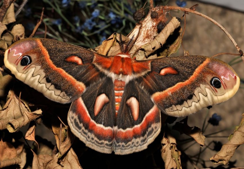 19 sorprendentes transformaciones de orugas en mariposas 19 sorprendentes transformaciones de orugas en mariposas