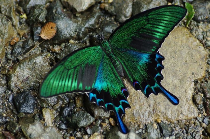 19 sorprendentes transformaciones de orugas en mariposas 19 sorprendentes transformaciones de orugas en mariposas