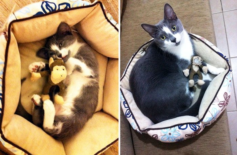 20 adult pets who love their toys as much as they did in childhood