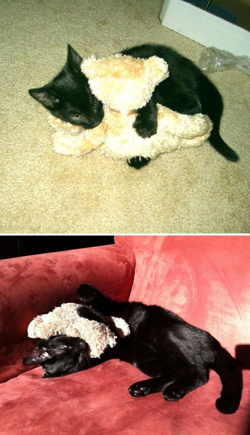 20 adult pets who love their toys as much as they did in childhood