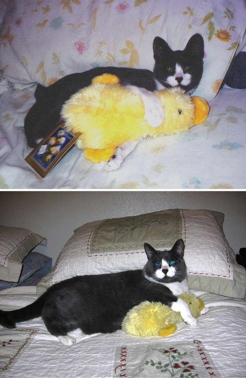 20 adult pets who love their toys as much as they did in childhood