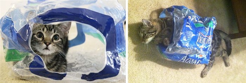 20 adult pets who love their toys as much as they did in childhood