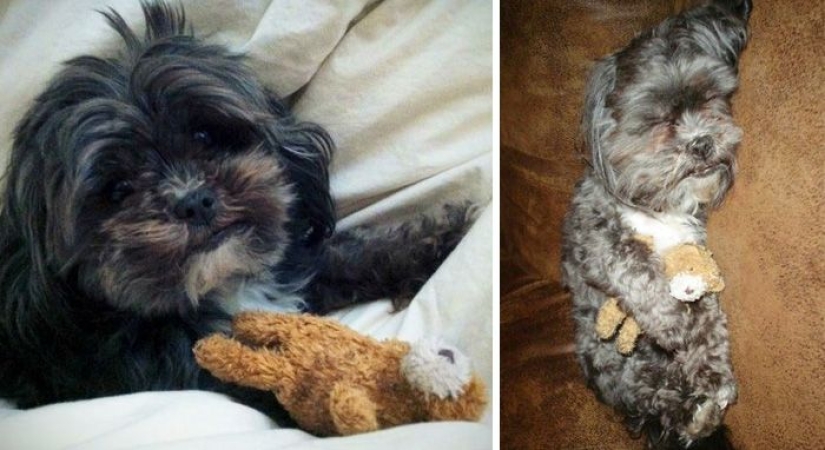 20 adult pets who love their toys as much as they did in childhood
