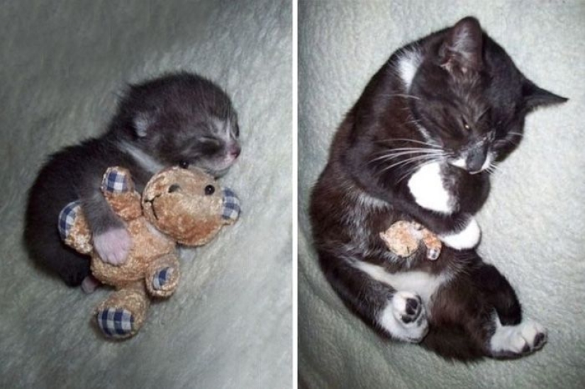 20 adult pets who love their toys as much as they did in childhood