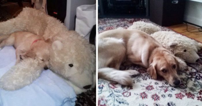 20 adult pets who love their toys as much as they did in childhood