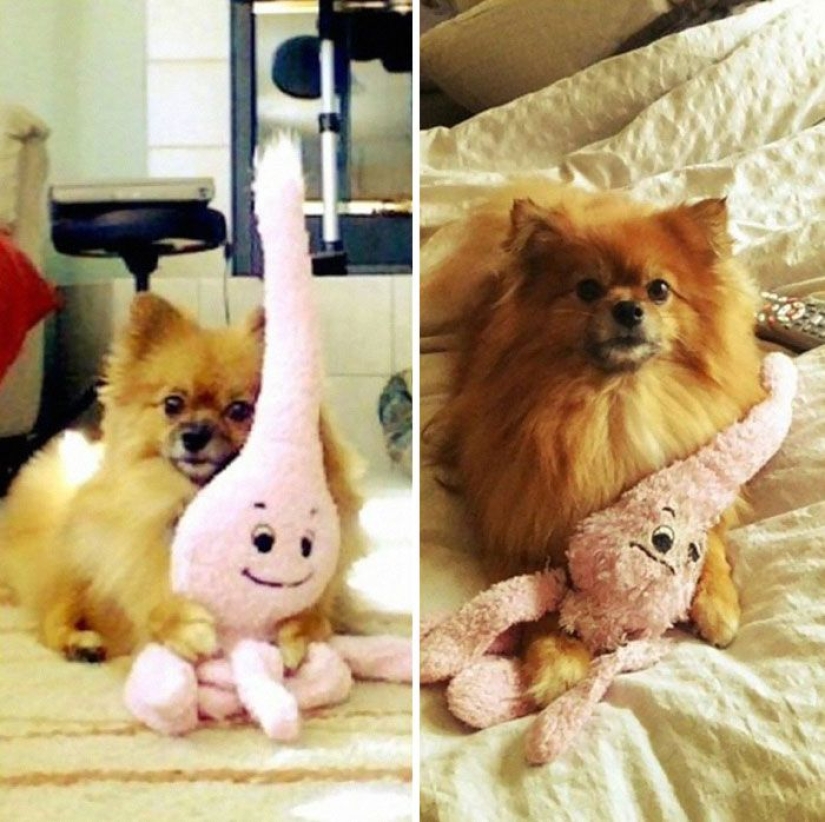 20 adult pets who love their toys as much as they did in childhood