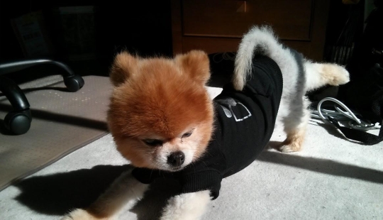 20 animales que hacen yoga mejor que tú 20 animales que hacen yoga mejor que tú