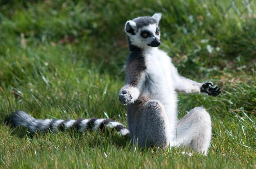 20 Animals That Do Yoga Better Than You