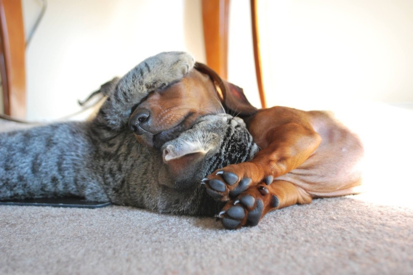 20 cats who have a crush on dogs 20 cats who have a crush on dogs