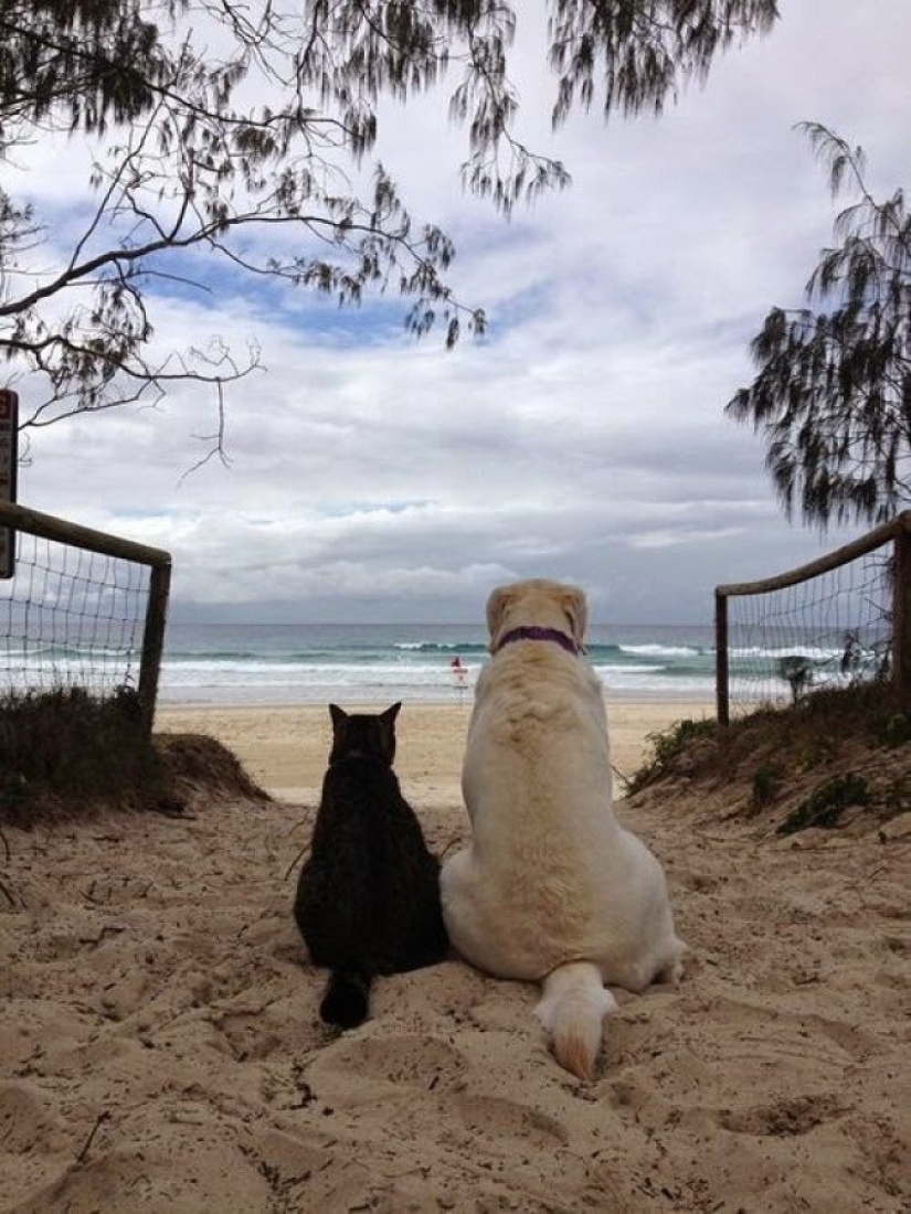 20 cats who have a crush on dogs 20 cats who have a crush on dogs