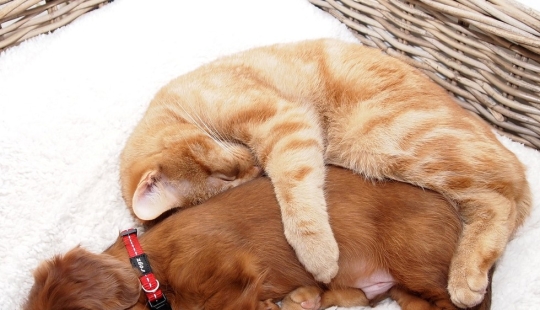 20 cats who have a crush on dogs