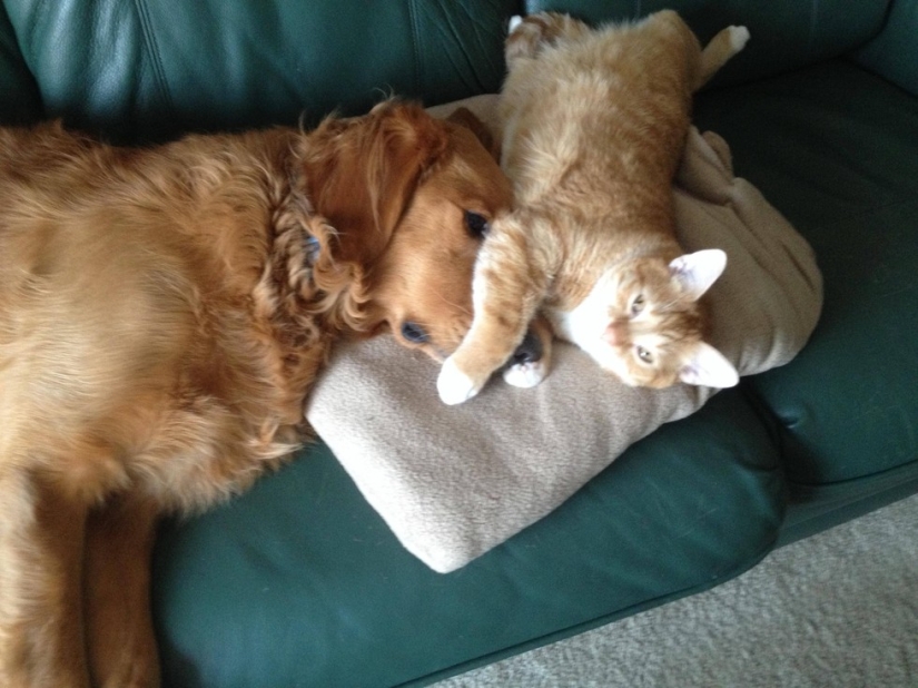 20 cats who have a crush on dogs 20 cats who have a crush on dogs
