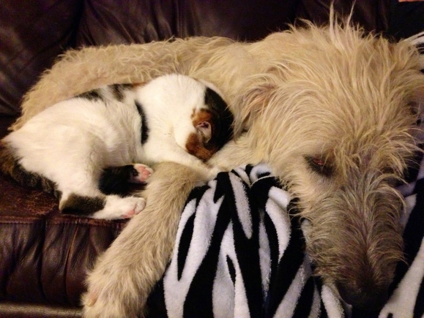 20 cats who have a crush on dogs 20 cats who have a crush on dogs