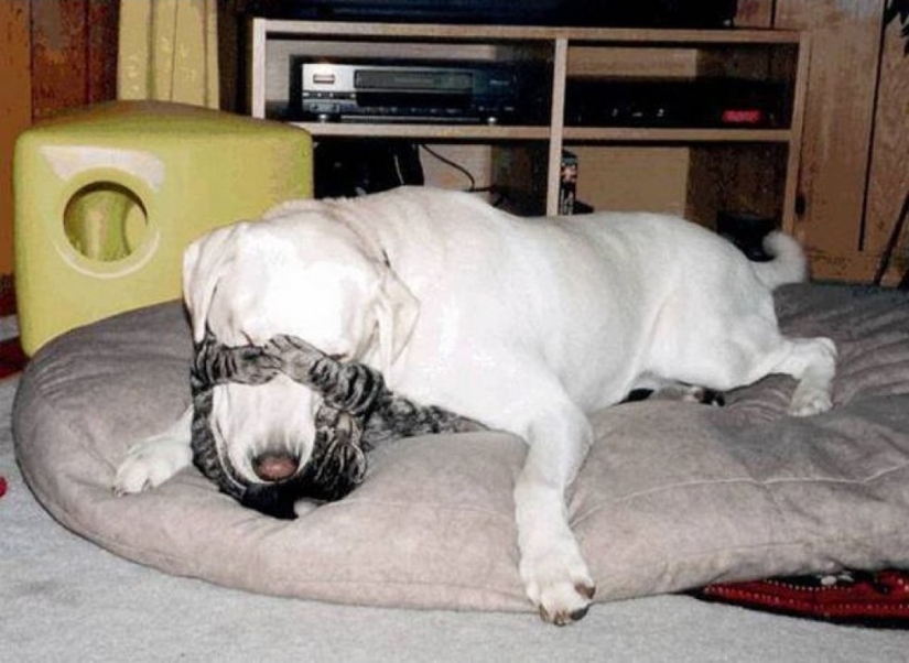 20 cats who have a huge crush on dogs