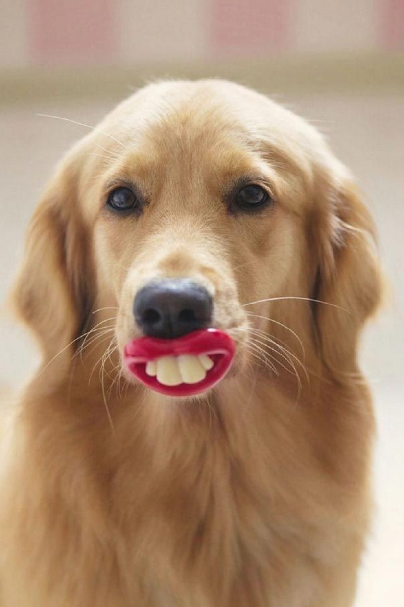 20 Dogs Who Have No Idea About How Stupid They Look With Their Toys