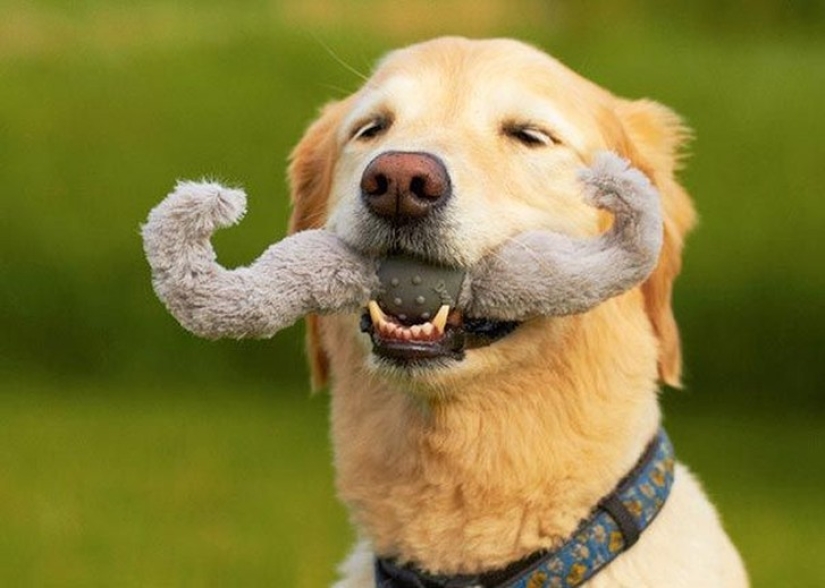 20 Dogs Who Have No Idea About How Stupid They Look With Their Toys