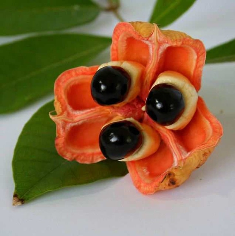 20 exotic fruits from around the world that you haven't heard of