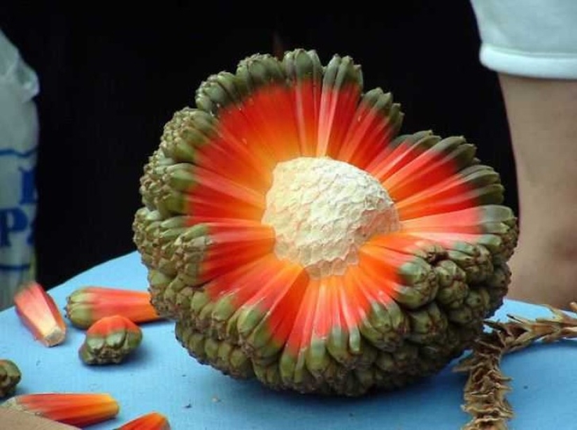 20 exotic fruits from around the world that you haven't heard of
