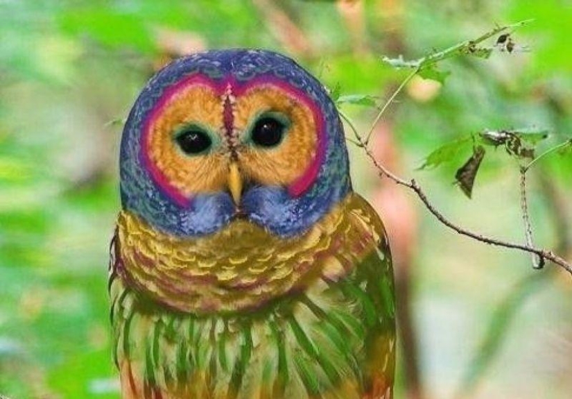 20 falsificaciones de fotos que han volado por todo el mundo