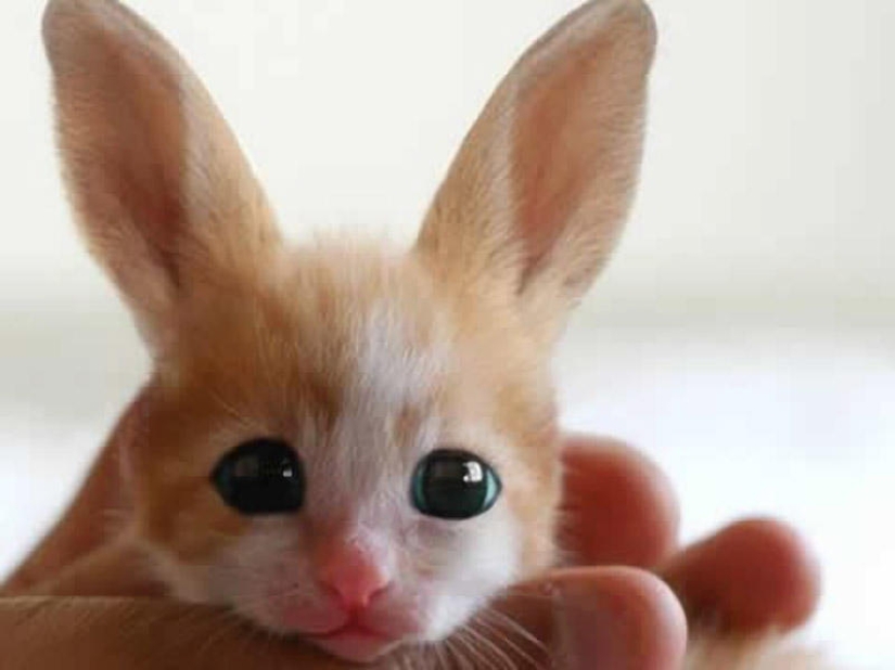 20 falsificaciones de fotos que han volado por todo el mundo