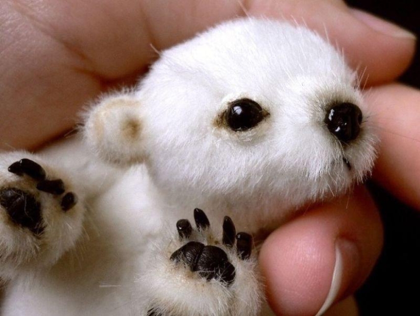 20 falsificaciones de fotos que han volado por todo el mundo