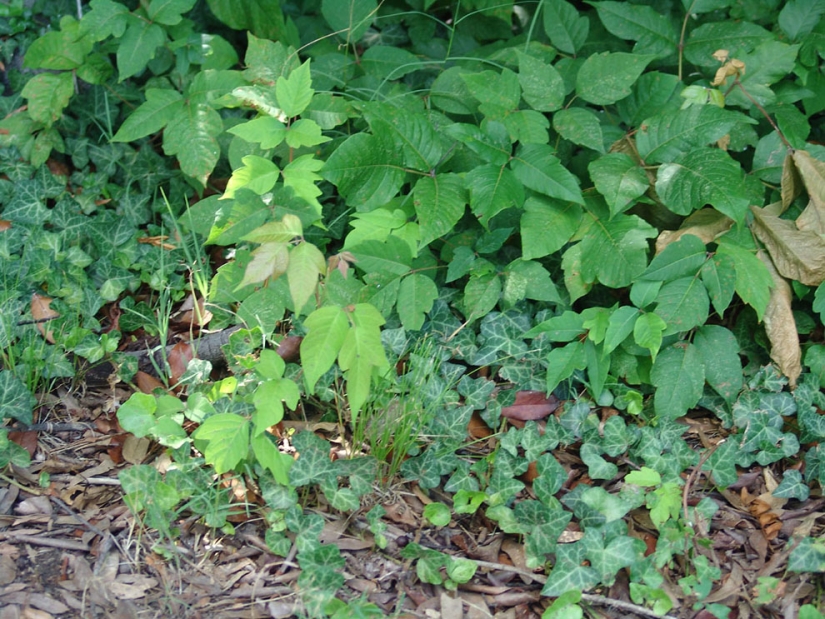 20 formas no estándar de usar vodka