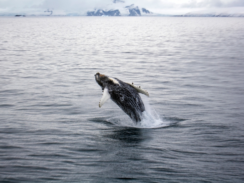 20 fotos que te harán querer visitar la Antártida 20 fotos que te harán querer visitar la Antártida