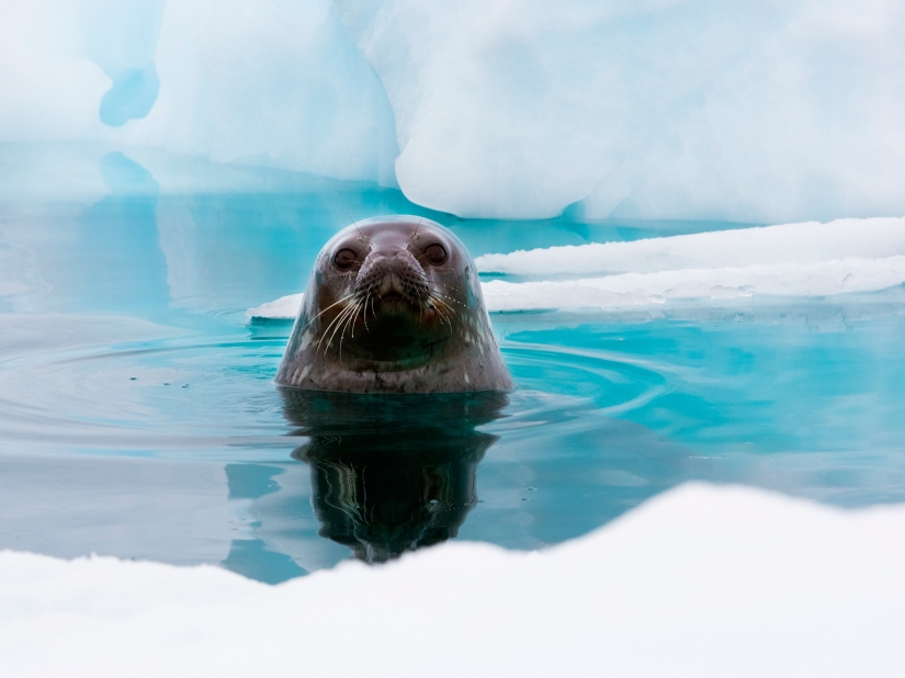 20 fotos que te harán querer visitar la Antártida 20 fotos que te harán querer visitar la Antártida
