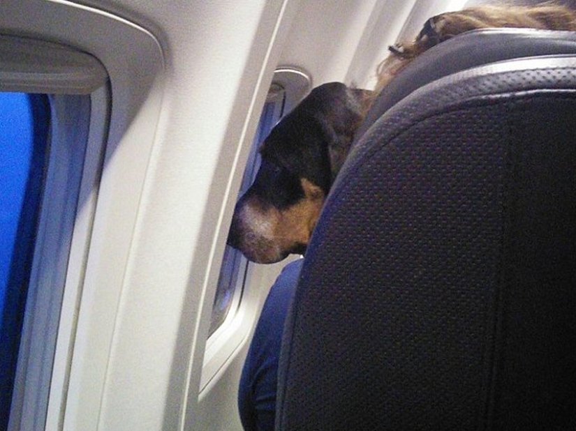 20 funniest and most unusual animal-air passengers 20 funniest and most unusual animal-air passengers