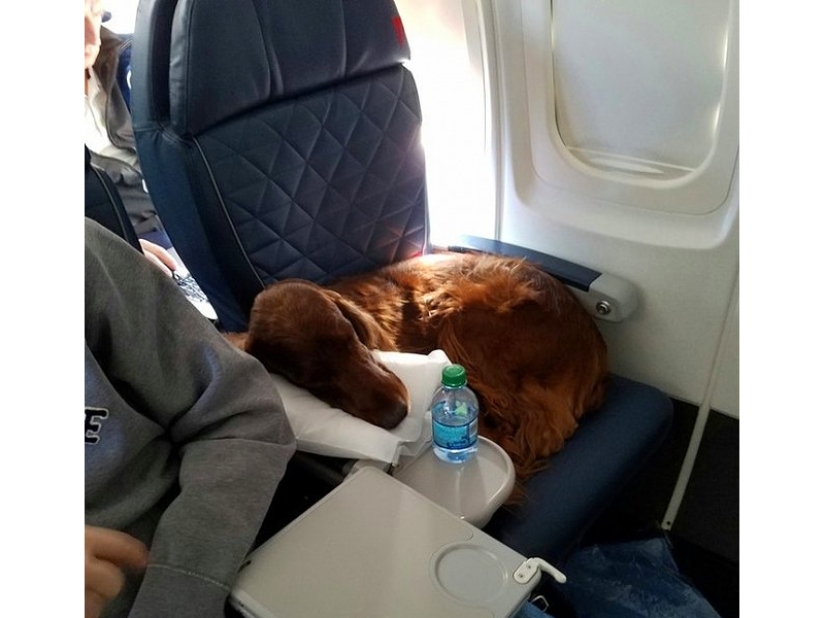 20 funniest and most unusual animal-air passengers 20 funniest and most unusual animal-air passengers