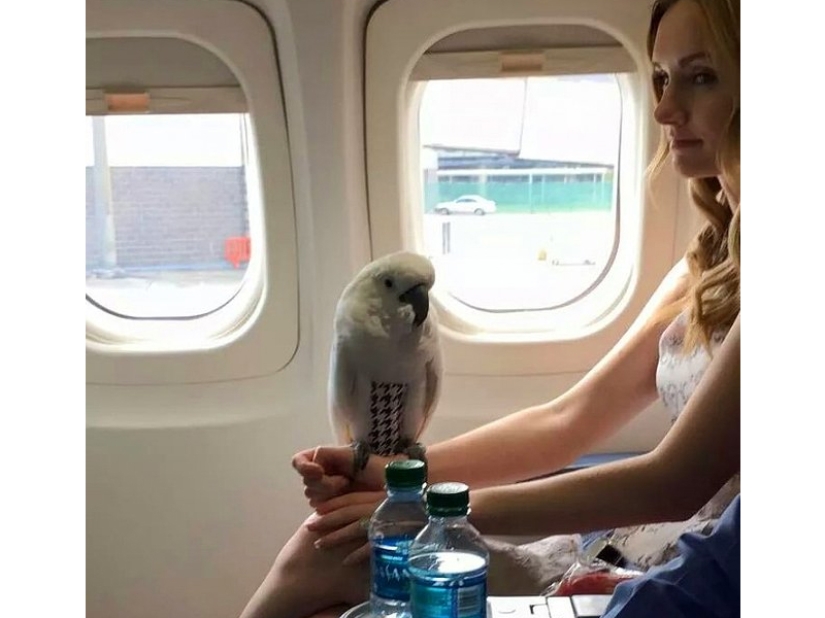 20 funniest and most unusual animal-air passengers 20 funniest and most unusual animal-air passengers