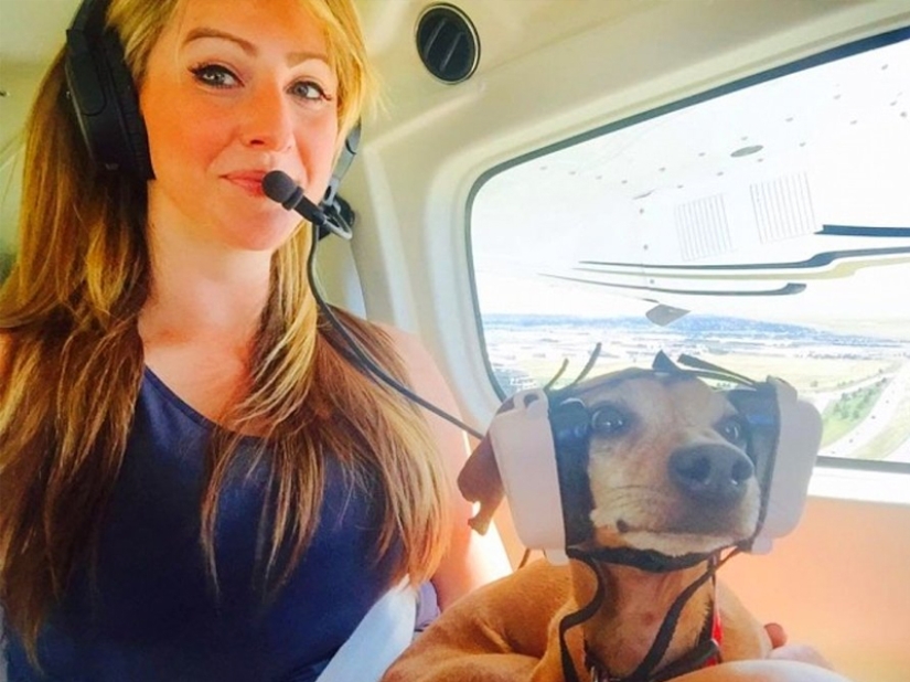 20 funniest and most unusual animal-air passengers 20 funniest and most unusual animal-air passengers