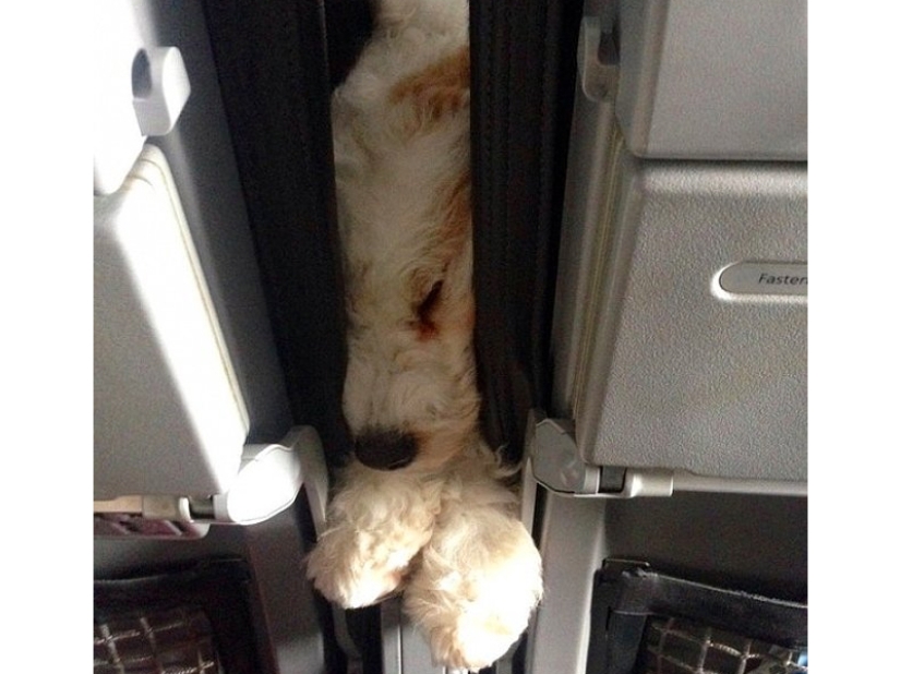 20 funniest and most unusual animal-air passengers 20 funniest and most unusual animal-air passengers