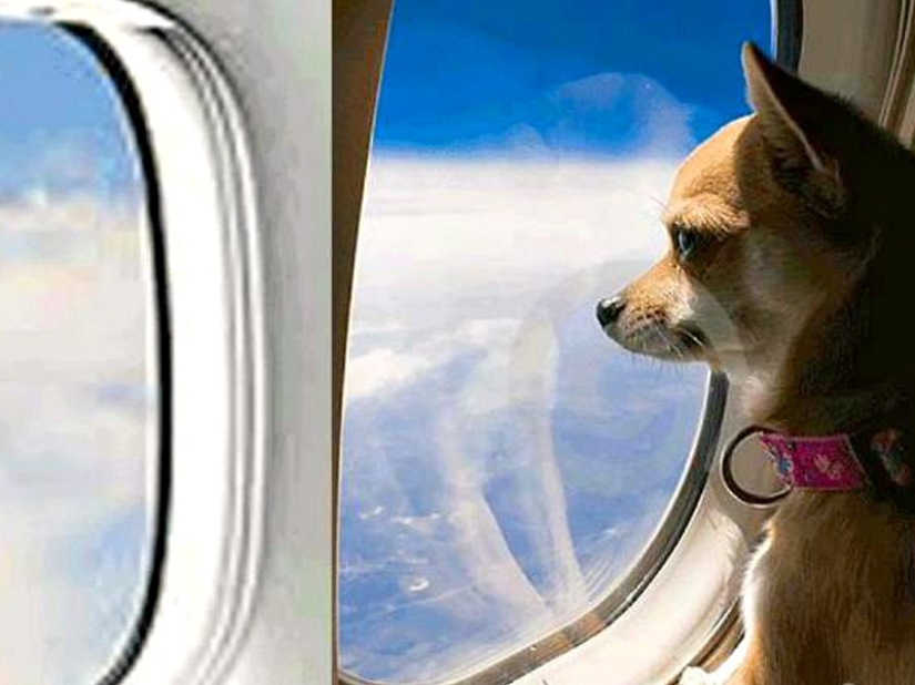 20 funniest and most unusual animal-air passengers 20 funniest and most unusual animal-air passengers