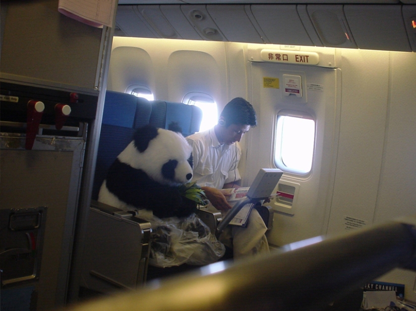 20 funniest and most unusual animal-air passengers 20 funniest and most unusual animal-air passengers