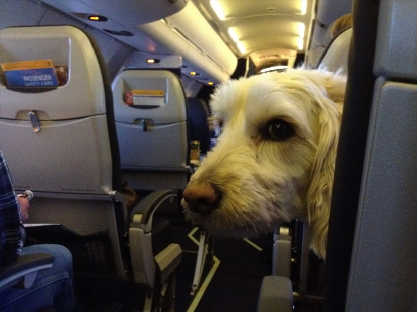 20 funniest and most unusual animal-air passengers 20 funniest and most unusual animal-air passengers