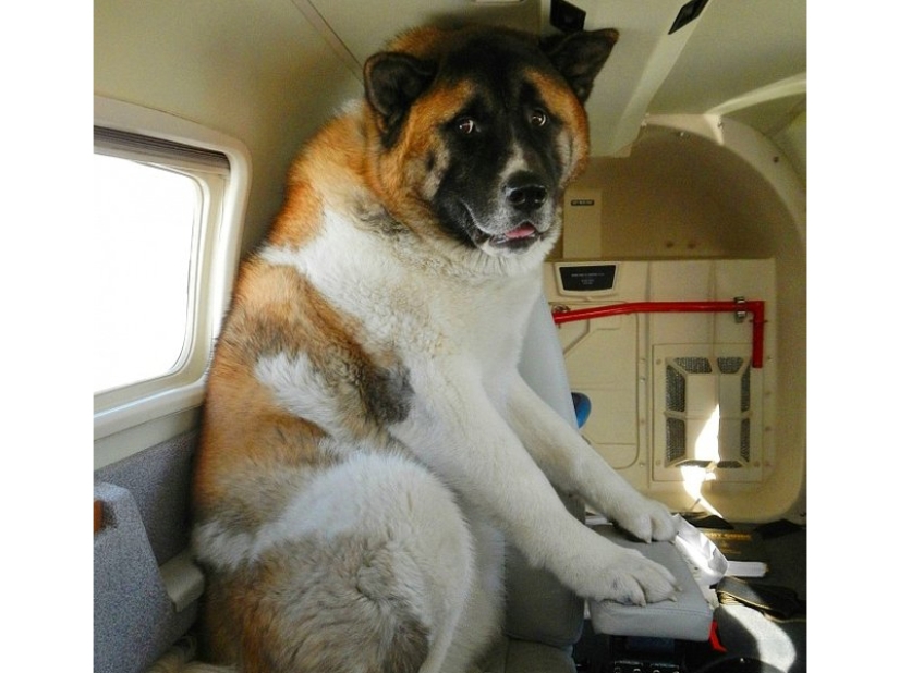 20 funniest and most unusual animal-air passengers 20 funniest and most unusual animal-air passengers