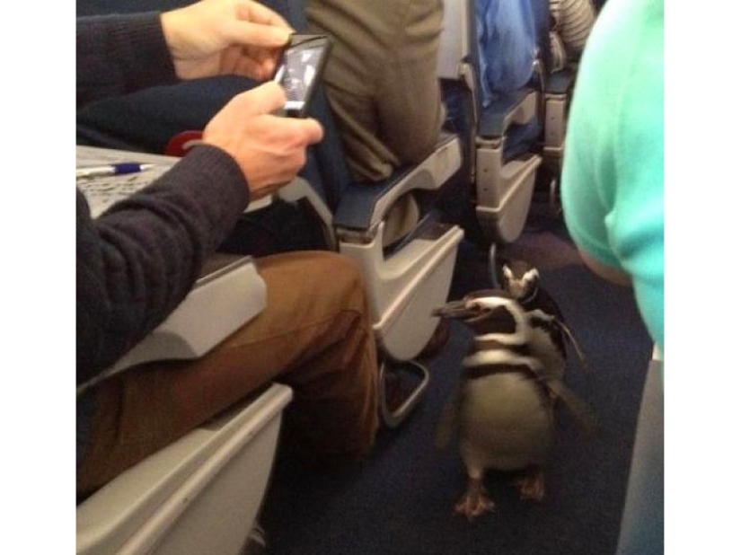 20 funniest and most unusual animal-air passengers 20 funniest and most unusual animal-air passengers